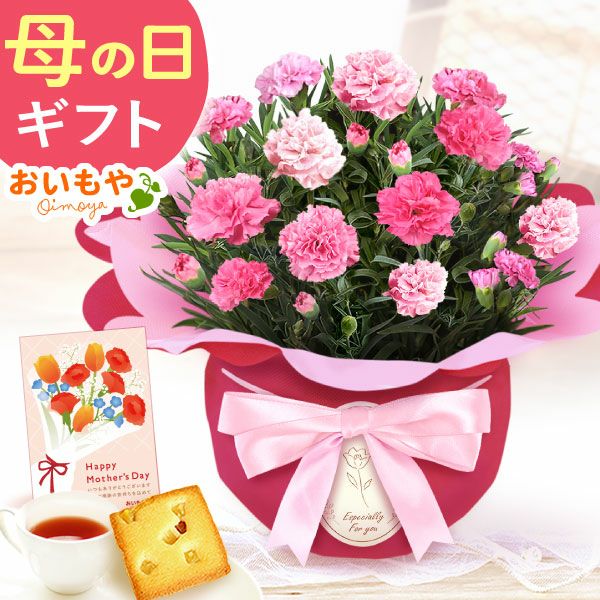 カーネーション(4号)＆お芋スイーツとはちみつ紅茶セット