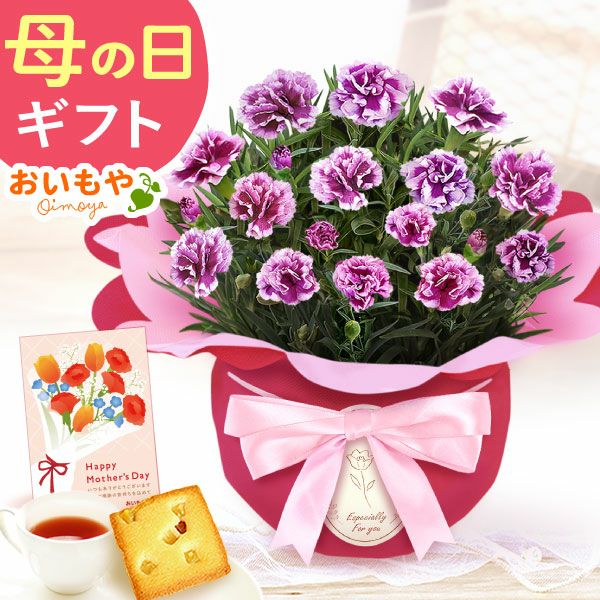 カーネーション(4号)＆お芋スイーツとはちみつ紅茶セット