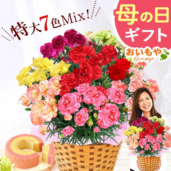 カーネーション7号（7色ミックス）＆バウムクーヘン 母の日 プレゼント 花 生花 ギフト ミックス カラフル カーネーション 7号 特大 花鉢 寄せ植え 鉢植え 希少 ピンク 赤 黄色 紫 緑 色 バウムクーヘン 人気 ははの日 送料無料 スイーツ お菓子 洋菓子 ギフトセット おいもや