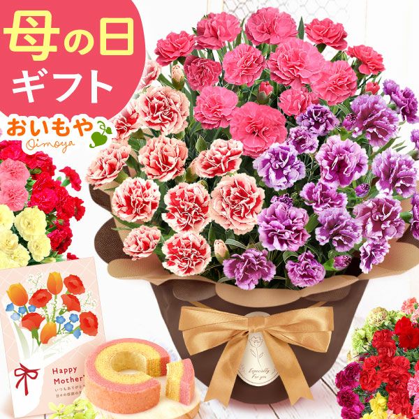カーネーション7号（7色ミックス）＆バウムクーヘン 母の日 プレゼント 花 生花 ギフト ミックス カラフル カーネーション 7号 特大 花鉢 寄せ植え 鉢植え 希少 ピンク 赤 黄色 紫 緑 色 バウムクーヘン 人気 ははの日 送料無料 スイーツ お菓子 洋菓子 ギフトセット おいもや