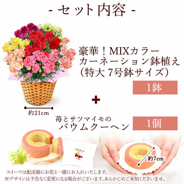 カーネーション7号（7色ミックス）＆バウムクーヘン 母の日 プレゼント 花 生花 ギフト ミックス カラフル カーネーション 7号 特大 花鉢 寄せ植え 鉢植え 希少 ピンク 赤 黄色 紫 緑 色 バウムクーヘン 人気 ははの日 送料無料 スイーツ お菓子 洋菓子 ギフトセット おいもや