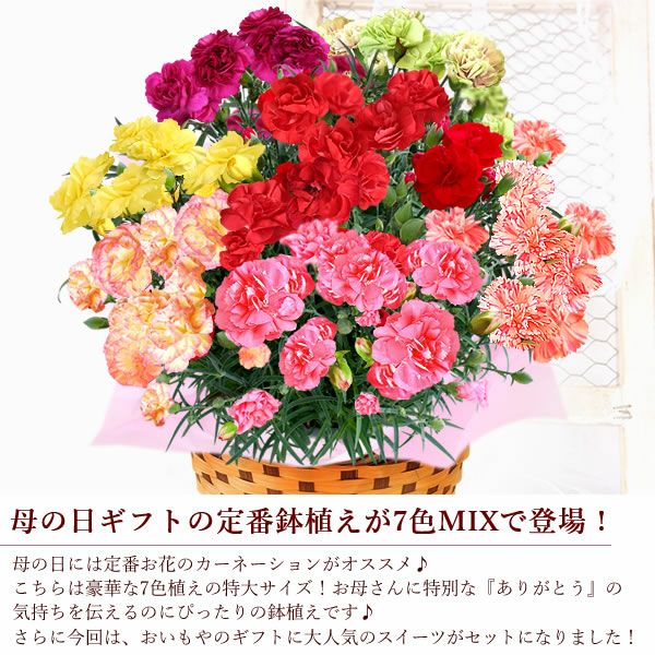 カーネーション7号（7色ミックス）＆バウムクーヘン 母の日 プレゼント 花 生花 ギフト ミックス カラフル カーネーション 7号 特大 花鉢 寄せ植え 鉢植え 希少 ピンク 赤 黄色 紫 緑 色 バウムクーヘン 人気 ははの日 送料無料 スイーツ お菓子 洋菓子 ギフトセット おいもや