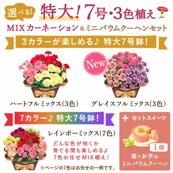 カーネーション7号（7色ミックス）＆バウムクーヘン 母の日 プレゼント 花 生花 ギフト ミックス カラフル カーネーション 7号 特大 花鉢 寄せ植え 鉢植え 希少 ピンク 赤 黄色 紫 緑 色 バウムクーヘン 人気 ははの日 送料無料 スイーツ お菓子 洋菓子 ギフトセット おいもや