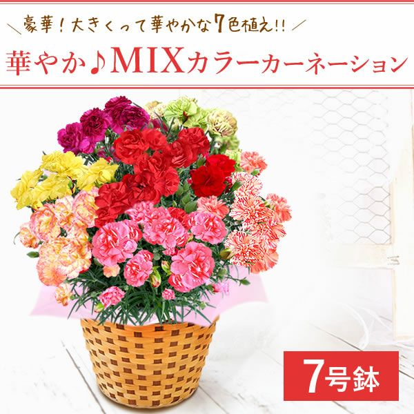 カーネーション7号（7色ミックス）＆バウムクーヘン 母の日 プレゼント 花 生花 ギフト ミックス カラフル カーネーション 7号 特大 花鉢 寄せ植え 鉢植え 希少 ピンク 赤 黄色 紫 緑 色 バウムクーヘン 人気 ははの日 送料無料 スイーツ お菓子 洋菓子 ギフトセット おいもや