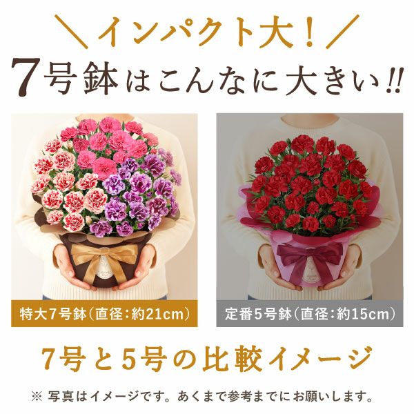 カーネーション7号（7色ミックス）＆バウムクーヘン 母の日 プレゼント 花 生花 ギフト ミックス カラフル カーネーション 7号 特大 花鉢 寄せ植え 鉢植え 希少 ピンク 赤 黄色 紫 緑 色 バウムクーヘン 人気 ははの日 送料無料 スイーツ お菓子 洋菓子 ギフトセット おいもや