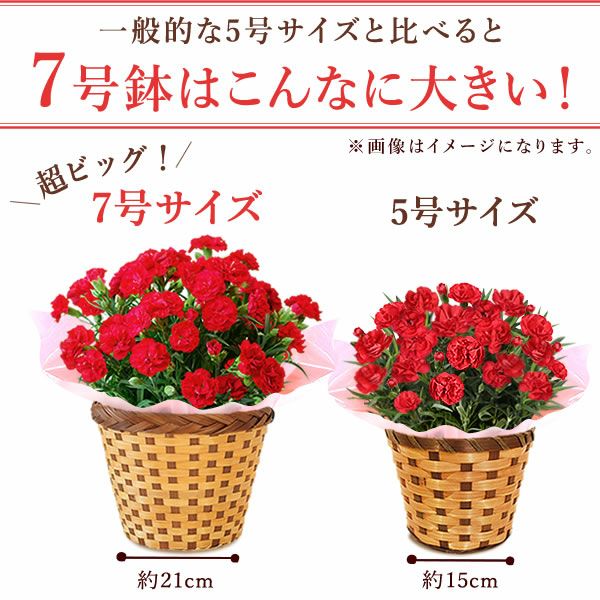 カーネーション7号（7色ミックス）＆バウムクーヘン 母の日 プレゼント 花 生花 ギフト ミックス カラフル カーネーション 7号 特大 花鉢 寄せ植え 鉢植え 希少 ピンク 赤 黄色 紫 緑 色 バウムクーヘン 人気 ははの日 送料無料 スイーツ お菓子 洋菓子 ギフトセット おいもや