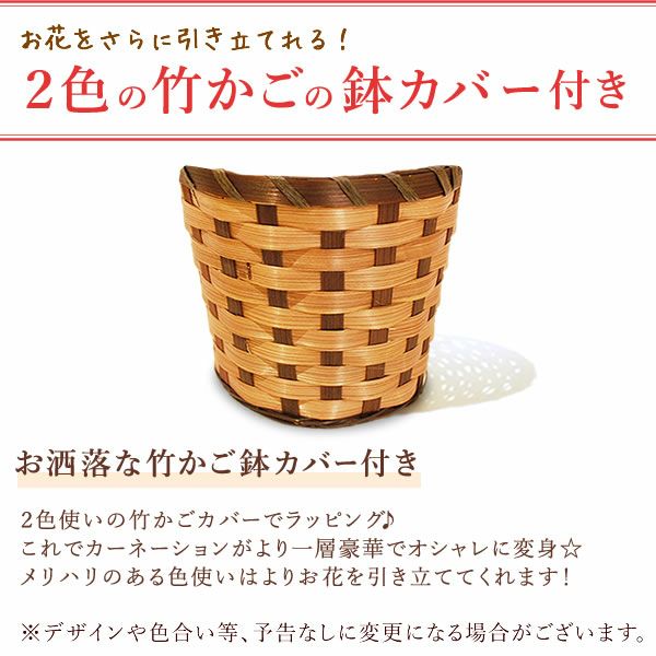 カーネーション7号（7色ミックス）＆バウムクーヘン 母の日 プレゼント 花 生花 ギフト ミックス カラフル カーネーション 7号 特大 花鉢 寄せ植え 鉢植え 希少 ピンク 赤 黄色 紫 緑 色 バウムクーヘン 人気 ははの日 送料無料 スイーツ お菓子 洋菓子 ギフトセット おいもや