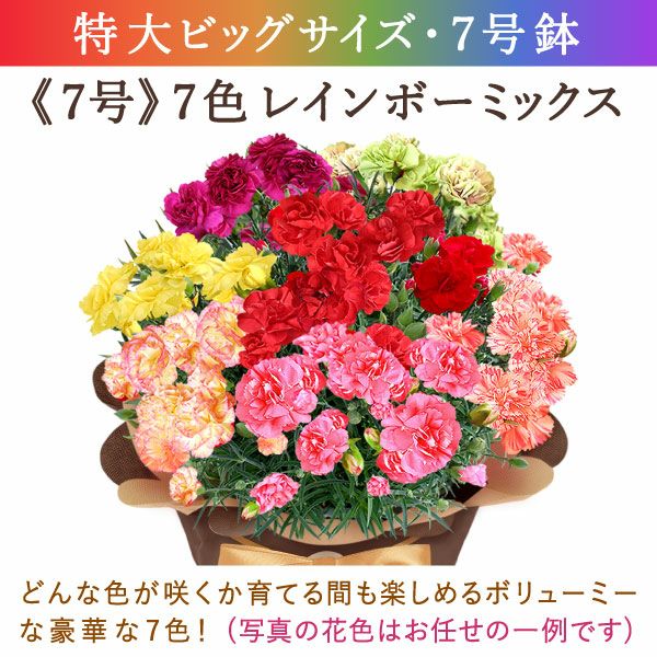 カーネーション7号（7色ミックス）＆バウムクーヘン 母の日 プレゼント 花 生花 ギフト ミックス カラフル カーネーション 7号 特大 花鉢 寄せ植え 鉢植え 希少 ピンク 赤 黄色 紫 緑 色 バウムクーヘン 人気 ははの日 送料無料 スイーツ お菓子 洋菓子 ギフトセット おいもや