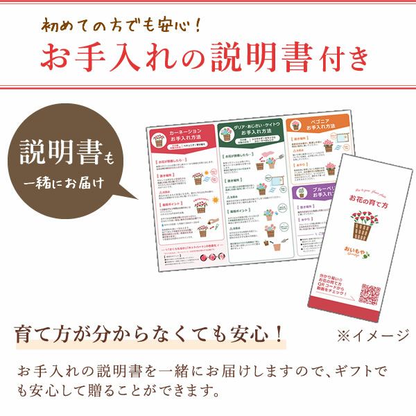 カーネーション7号（7色ミックス）＆バウムクーヘン 母の日 プレゼント 花 生花 ギフト ミックス カラフル カーネーション 7号 特大 花鉢 寄せ植え 鉢植え 希少 ピンク 赤 黄色 紫 緑 色 バウムクーヘン 人気 ははの日 送料無料 スイーツ お菓子 洋菓子 ギフトセット おいもや