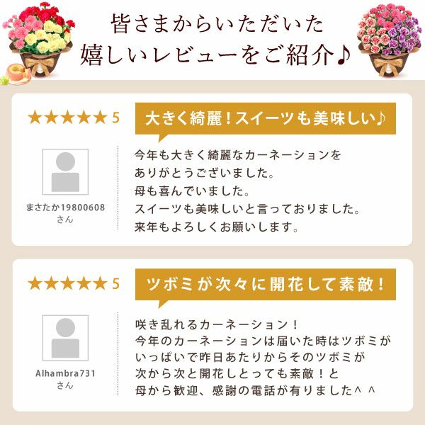 カーネーション7号（7色ミックス）＆バウムクーヘン 母の日 プレゼント 花 生花 ギフト ミックス カラフル カーネーション 7号 特大 花鉢 寄せ植え 鉢植え 希少 ピンク 赤 黄色 紫 緑 色 バウムクーヘン 人気 ははの日 送料無料 スイーツ お菓子 洋菓子 ギフトセット おいもや