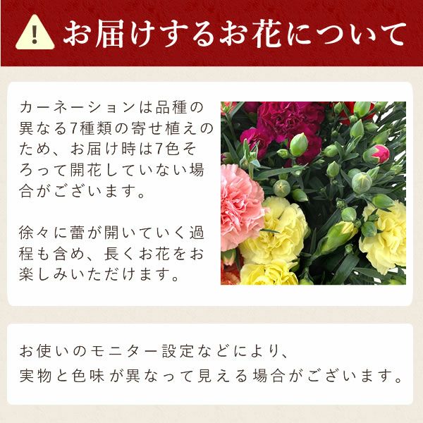 カーネーション7号（7色ミックス）＆バウムクーヘン 母の日 プレゼント 花 生花 ギフト ミックス カラフル カーネーション 7号 特大 花鉢 寄せ植え 鉢植え 希少 ピンク 赤 黄色 紫 緑 色 バウムクーヘン 人気 ははの日 送料無料 スイーツ お菓子 洋菓子 ギフトセット おいもや