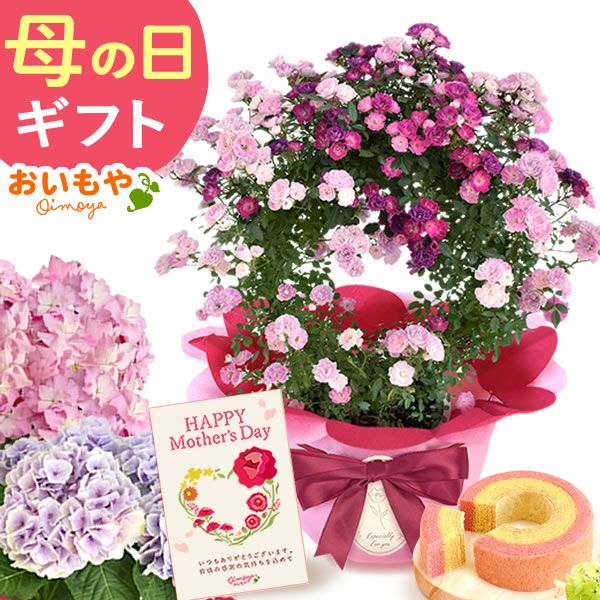 選べる3種！フラワーギフト＆ミニバウムセット 