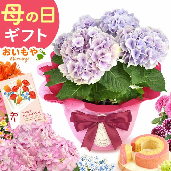 選べる3種！フラワーギフト＆ミニバウムセット 