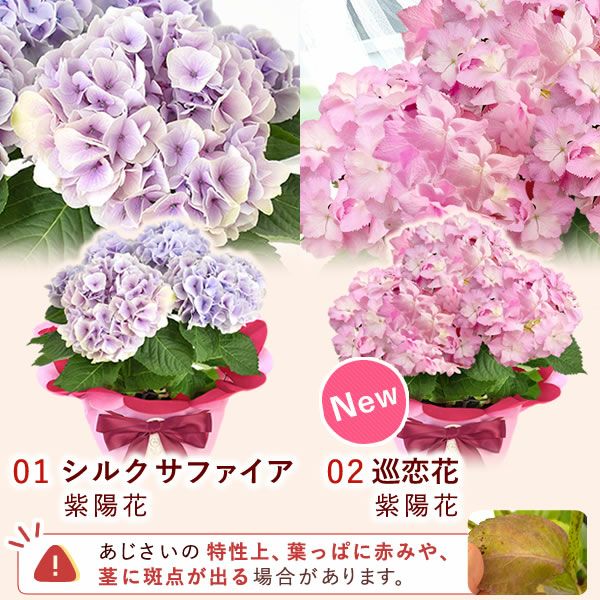 選べる3種！フラワーギフト＆ミニバウムセット 