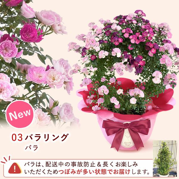 選べる3種！フラワーギフト＆ミニバウムセット 