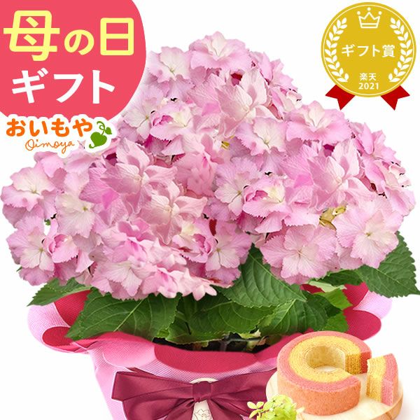 選べる3種！フラワーギフト＆ミニバウムセット 