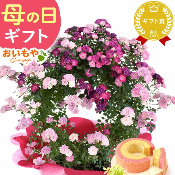 選べる3種！フラワーギフト＆ミニバウムセット 