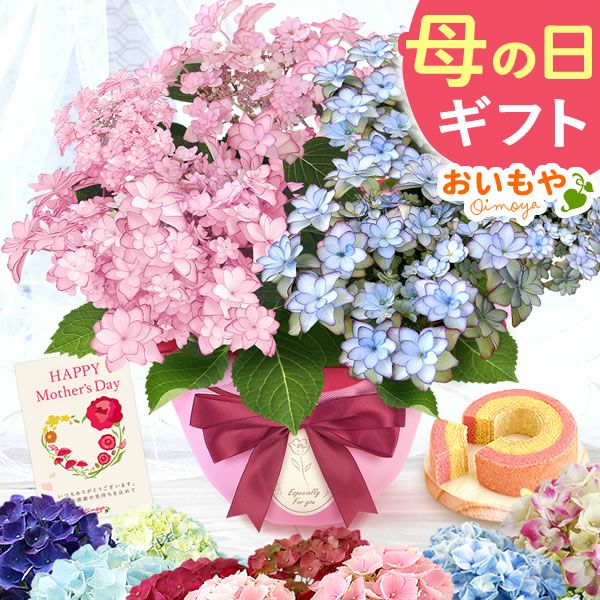母の日 プレゼント ははの日 花 生花 ギフト あじさい アジサイ 紫陽花 2色植え 5号鉢  鉢花 鉢植え 希少 苺バウム 送料無料 スイーツ お菓子 洋菓子 ギフトセット 花とお菓子 おいもや