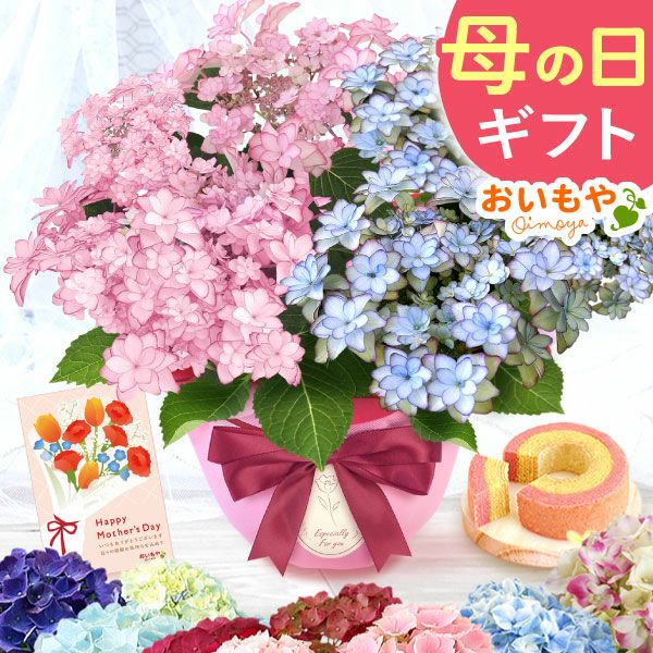 母の日 プレゼント ははの日 花 生花 ギフト あじさい アジサイ 紫陽花 2色植え 5号鉢  鉢花 鉢植え 希少 苺バウム 送料無料 スイーツ お菓子 洋菓子 ギフトセット 花とお菓子 おいもや