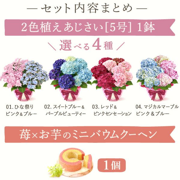 母の日 プレゼント ははの日 花 生花 ギフト あじさい アジサイ 紫陽花 2色植え 5号鉢  鉢花 鉢植え 希少 苺バウム 送料無料 スイーツ お菓子 洋菓子 ギフトセット 花とお菓子 おいもや