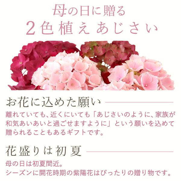 母の日 プレゼント ははの日 花 生花 ギフト あじさい アジサイ 紫陽花 2色植え 5号鉢  鉢花 鉢植え 希少 苺バウム 送料無料 スイーツ お菓子 洋菓子 ギフトセット 花とお菓子 おいもや