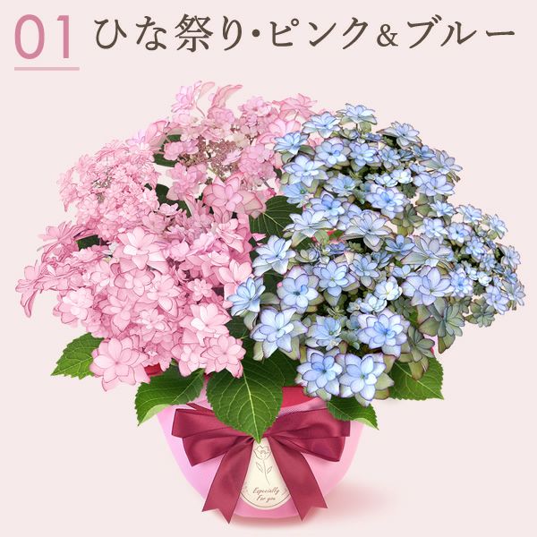 母の日 プレゼント ははの日 花 生花 ギフト あじさい アジサイ 紫陽花 2色植え 5号鉢  鉢花 鉢植え 希少 苺バウム 送料無料 スイーツ お菓子 洋菓子 ギフトセット 花とお菓子 おいもや