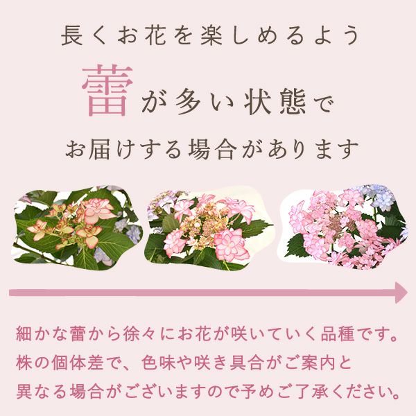 母の日 プレゼント ははの日 花 生花 ギフト あじさい アジサイ 紫陽花 2色植え 5号鉢  鉢花 鉢植え 希少 苺バウム 送料無料 スイーツ お菓子 洋菓子 ギフトセット 花とお菓子 おいもや