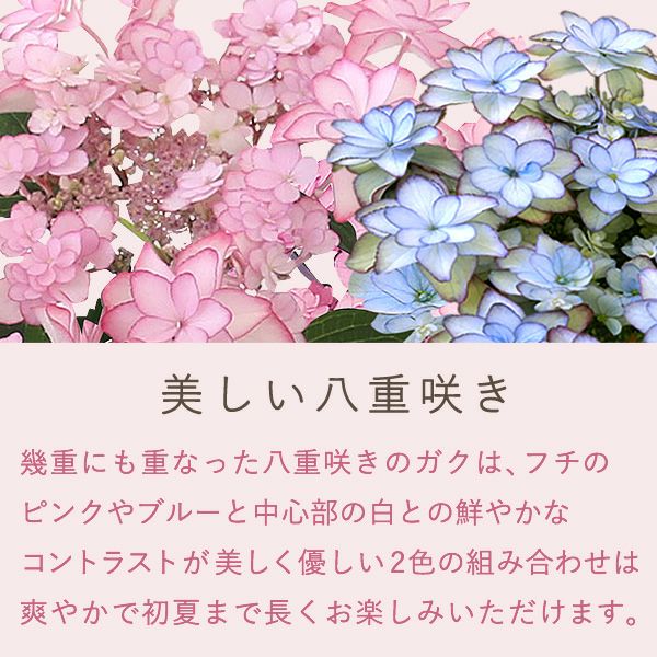 母の日 プレゼント ははの日 花 生花 ギフト あじさい アジサイ 紫陽花 2色植え 5号鉢  鉢花 鉢植え 希少 苺バウム 送料無料 スイーツ お菓子 洋菓子 ギフトセット 花とお菓子 おいもや