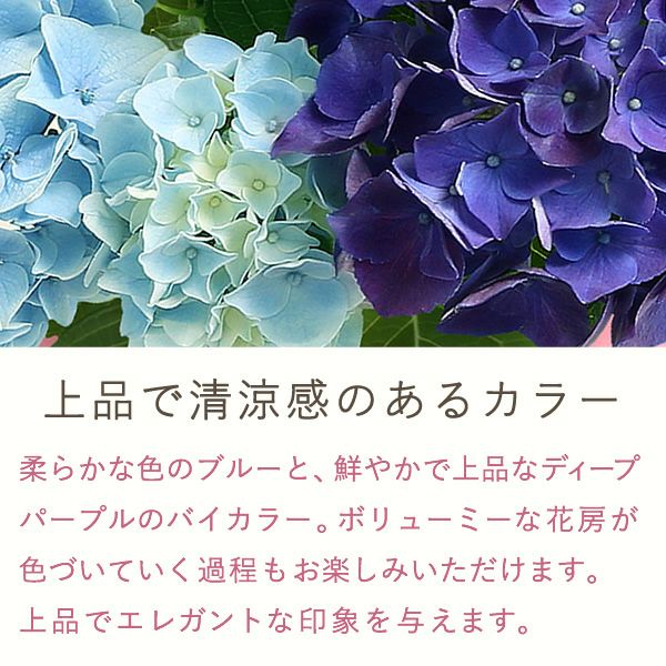 母の日 プレゼント ははの日 花 生花 ギフト あじさい アジサイ 紫陽花 2色植え 5号鉢  鉢花 鉢植え 希少 苺バウム 送料無料 スイーツ お菓子 洋菓子 ギフトセット 花とお菓子 おいもや