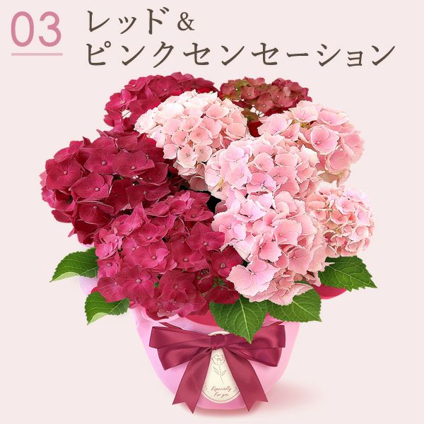 母の日 プレゼント ははの日 花 生花 ギフト あじさい アジサイ 紫陽花 2色植え 5号鉢  鉢花 鉢植え 希少 苺バウム 送料無料 スイーツ お菓子 洋菓子 ギフトセット 花とお菓子 おいもや