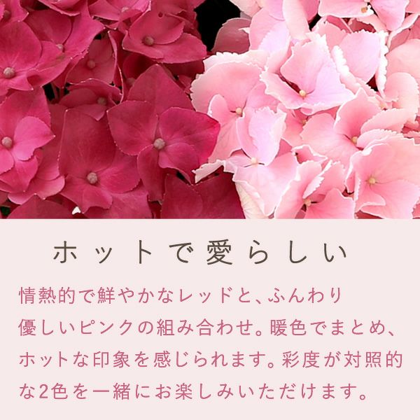 母の日 プレゼント ははの日 花 生花 ギフト あじさい アジサイ 紫陽花 2色植え 5号鉢  鉢花 鉢植え 希少 苺バウム 送料無料 スイーツ お菓子 洋菓子 ギフトセット 花とお菓子 おいもや
