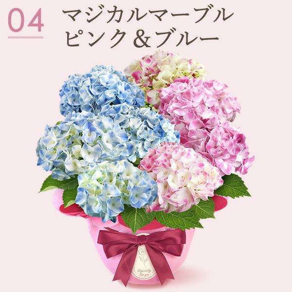 母の日 プレゼント ははの日 花 生花 ギフト あじさい アジサイ 紫陽花 2色植え 5号鉢  鉢花 鉢植え 希少 苺バウム 送料無料 スイーツ お菓子 洋菓子 ギフトセット 花とお菓子 おいもや