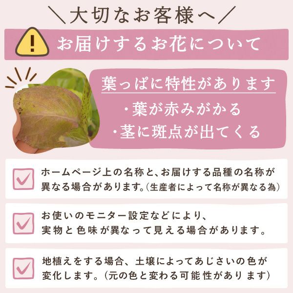 母の日 プレゼント ははの日 花 生花 ギフト あじさい アジサイ 紫陽花 2色植え 5号鉢  鉢花 鉢植え 希少 苺バウム 送料無料 スイーツ お菓子 洋菓子 ギフトセット 花とお菓子 おいもや
