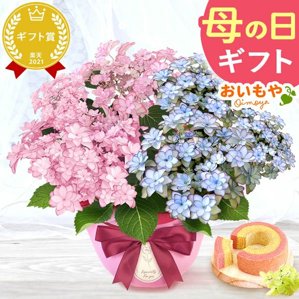 母の日 プレゼント ははの日 花 生花 ギフト あじさい アジサイ 紫陽花 2色植え 5号鉢  鉢花 鉢植え 希少 苺バウム 送料無料 スイーツ お菓子 洋菓子 ギフトセット 花とお菓子 おいもや