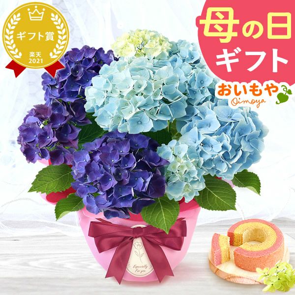 母の日 プレゼント ははの日 花 生花 ギフト あじさい アジサイ 紫陽花 2色植え 5号鉢  鉢花 鉢植え 希少 苺バウム 送料無料 スイーツ お菓子 洋菓子 ギフトセット 花とお菓子 おいもや