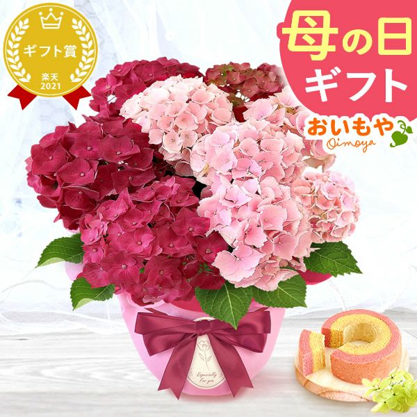 母の日 プレゼント ははの日 花 生花 ギフト あじさい アジサイ 紫陽花 2色植え 5号鉢  鉢花 鉢植え 希少 苺バウム 送料無料 スイーツ お菓子 洋菓子 ギフトセット 花とお菓子 おいもや