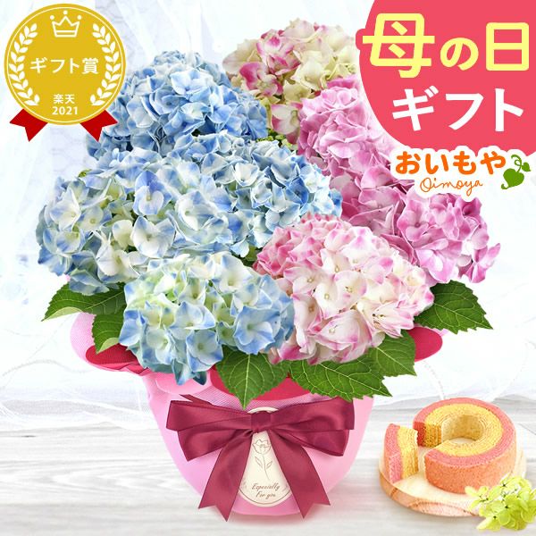 母の日 プレゼント ははの日 花 生花 ギフト あじさい アジサイ 紫陽花 2色植え 5号鉢  鉢花 鉢植え 希少 苺バウム 送料無料 スイーツ お菓子 洋菓子 ギフトセット 花とお菓子 おいもや