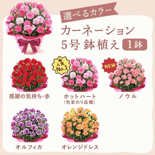選べるカーネーション(5号)＆スイーツセット 母の日 プレゼント 花 生花 ギフト カーネーション ゼリー クッキー バターサンド どら焼き どらやき バウムクーヘン 干し芋 かりんとう スイートポテト サブレ カステラ 送料無料 スイーツ お菓子 和菓子 洋菓子 ギフトセット