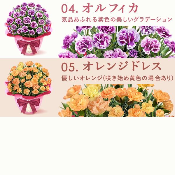 選べるカーネーション(5号)＆スイーツセット 母の日 プレゼント 花 生花 ギフト カーネーション ゼリー クッキー バターサンド どら焼き どらやき バウムクーヘン 干し芋 かりんとう スイートポテト サブレ カステラ 送料無料 スイーツ お菓子 和菓子 洋菓子 ギフトセット