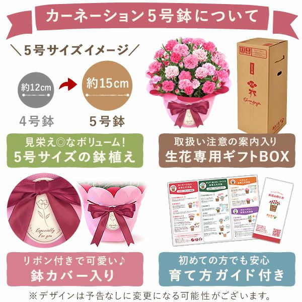 選べるカーネーション(5号)＆スイーツセット 母の日 プレゼント 花 生花 ギフト カーネーション ゼリー クッキー バターサンド どら焼き どらやき バウムクーヘン 干し芋 かりんとう スイートポテト サブレ カステラ 送料無料 スイーツ お菓子 和菓子 洋菓子 ギフトセット