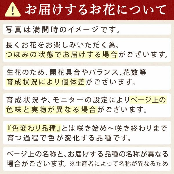 選べるカーネーション(5号)＆スイーツセット 母の日 プレゼント 花 生花 ギフト カーネーション ゼリー クッキー バターサンド どら焼き どらやき バウムクーヘン 干し芋 かりんとう スイートポテト サブレ カステラ 送料無料 スイーツ お菓子 和菓子 洋菓子 ギフトセット