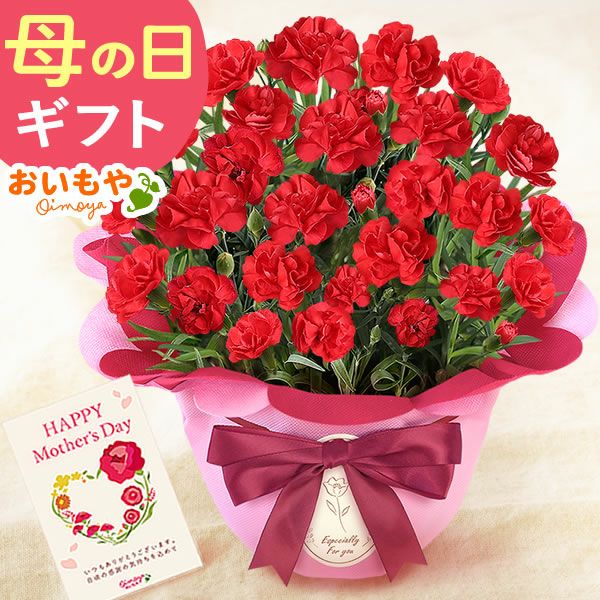 選べるカーネーション(5号)＆スイーツセット 母の日 プレゼント 花 生花 ギフト カーネーション ゼリー クッキー バターサンド どら焼き どらやき バウムクーヘン 干し芋 かりんとう スイートポテト サブレ カステラ 送料無料 スイーツ お菓子 和菓子 洋菓子 ギフトセット