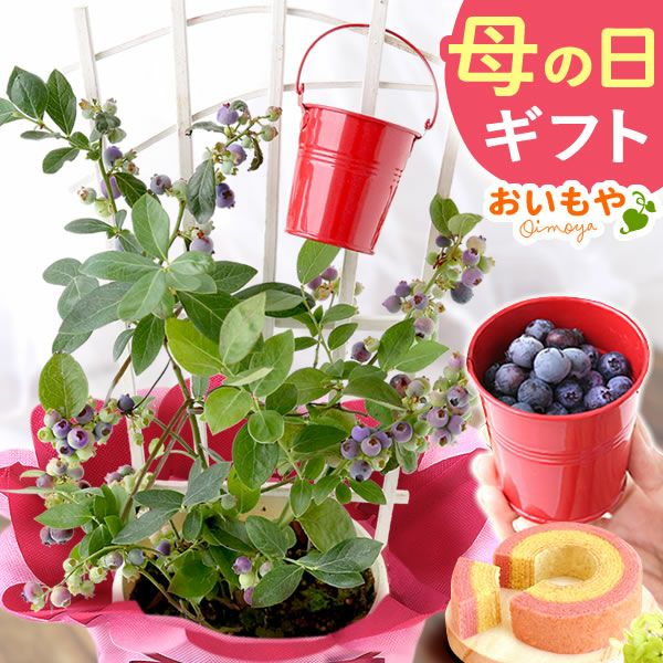 ブルーベリー（鉢）＆ミニバウムクーヘン 母の日 プレゼント 花 生花 ギフト ブルーベリー ベリー 家庭菜園 苗 苗木 オーガニック ガーデニング フルーツ 果物 鉢植え 希少 フラワーギフト 生花 おしゃれ かわいい 送料無料 スイーツ お菓子 洋菓子 ギフトセット おいもや