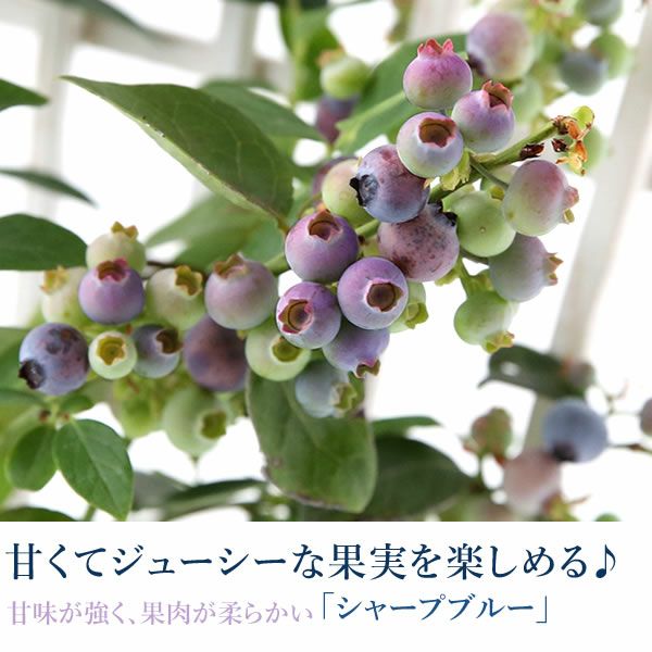 ブルーベリー（鉢）＆ミニバウムクーヘン 母の日 プレゼント 花 生花 ギフト ブルーベリー ベリー 家庭菜園 苗 苗木 オーガニック ガーデニング フルーツ 果物 鉢植え 希少 フラワーギフト 生花 おしゃれ かわいい 送料無料 スイーツ お菓子 洋菓子 ギフトセット おいもや