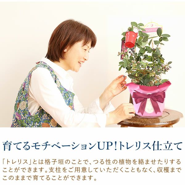 ブルーベリー（鉢）＆ミニバウムクーヘン 母の日 プレゼント 花 生花 ギフト ブルーベリー ベリー 家庭菜園 苗 苗木 オーガニック ガーデニング フルーツ 果物 鉢植え 希少 フラワーギフト 生花 おしゃれ かわいい 送料無料 スイーツ お菓子 洋菓子 ギフトセット おいもや