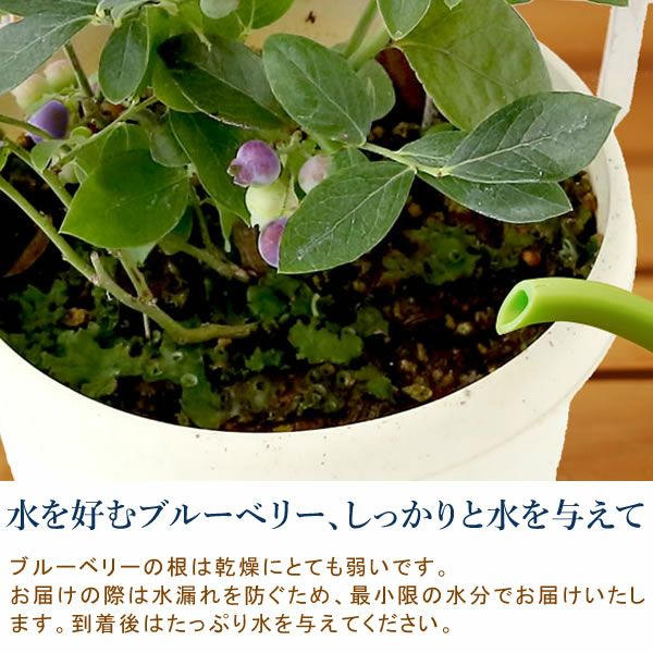 ブルーベリー（鉢）＆ミニバウムクーヘン 母の日 プレゼント 花 生花 ギフト ブルーベリー ベリー 家庭菜園 苗 苗木 オーガニック ガーデニング フルーツ 果物 鉢植え 希少 フラワーギフト 生花 おしゃれ かわいい 送料無料 スイーツ お菓子 洋菓子 ギフトセット おいもや