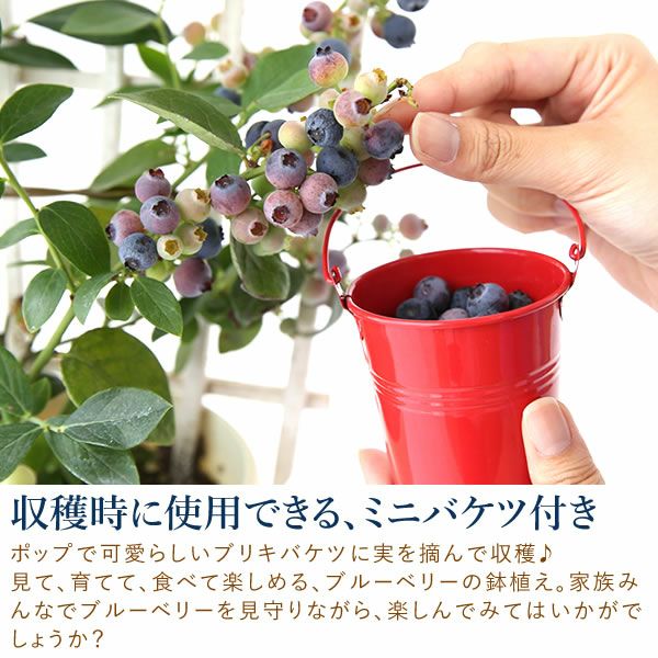 ブルーベリー（鉢）＆ミニバウムクーヘン 母の日 プレゼント 花 生花 ギフト ブルーベリー ベリー 家庭菜園 苗 苗木 オーガニック ガーデニング フルーツ 果物 鉢植え 希少 フラワーギフト 生花 おしゃれ かわいい 送料無料 スイーツ お菓子 洋菓子 ギフトセット おいもや