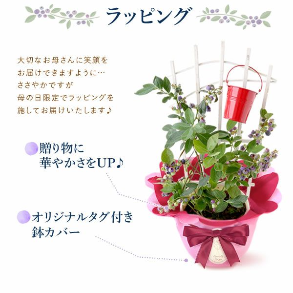 ブルーベリー（鉢）＆ミニバウムクーヘン 母の日 プレゼント 花 生花 ギフト ブルーベリー ベリー 家庭菜園 苗 苗木 オーガニック ガーデニング フルーツ 果物 鉢植え 希少 フラワーギフト 生花 おしゃれ かわいい 送料無料 スイーツ お菓子 洋菓子 ギフトセット おいもや