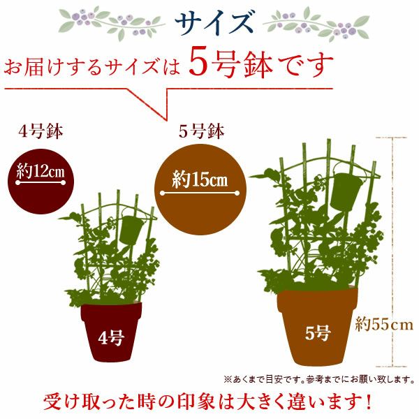 ブルーベリー（鉢）＆ミニバウムクーヘン 母の日 プレゼント 花 生花 ギフト ブルーベリー ベリー 家庭菜園 苗 苗木 オーガニック ガーデニング フルーツ 果物 鉢植え 希少 フラワーギフト 生花 おしゃれ かわいい 送料無料 スイーツ お菓子 洋菓子 ギフトセット おいもや