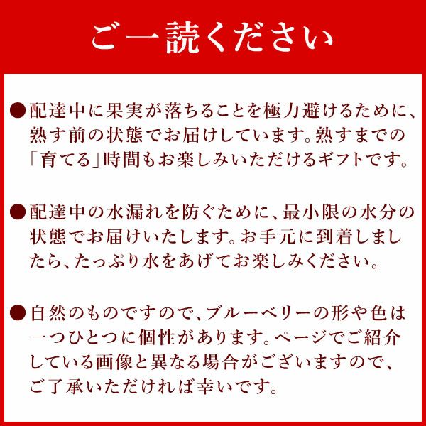 ブルーベリー（鉢）＆ミニバウムクーヘン 母の日 プレゼント 花 生花 ギフト ブルーベリー ベリー 家庭菜園 苗 苗木 オーガニック ガーデニング フルーツ 果物 鉢植え 希少 フラワーギフト 生花 おしゃれ かわいい 送料無料 スイーツ お菓子 洋菓子 ギフトセット おいもや